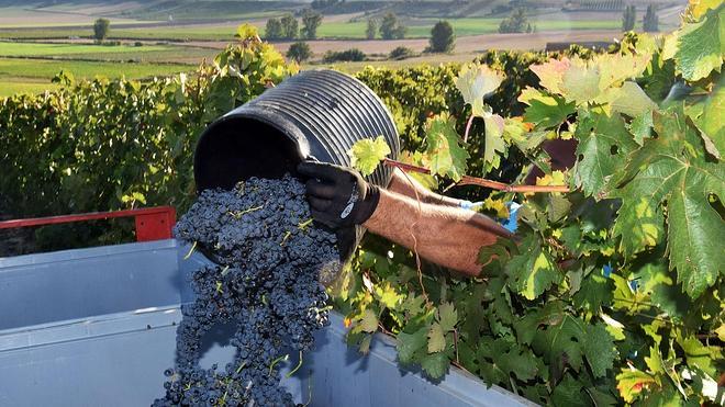 UGT FICA Burgos confía en que la Reforma Laboral mejore las condiciones de los temporeros